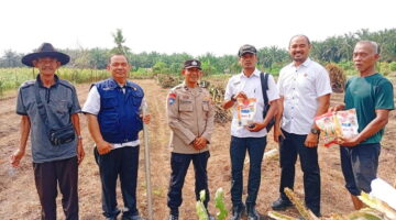 Gotong Royong di Lahan Sempit, Kapolsek Kampar Kiri Hilir Tanam Jagung Ramoro Bersama Warga